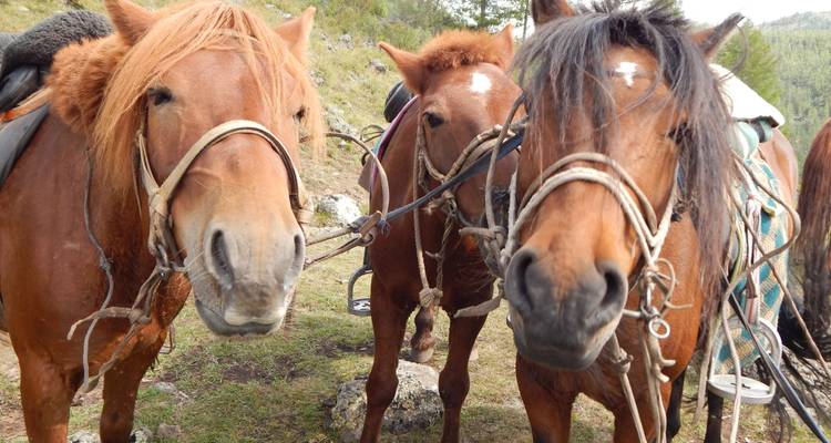 Circuito combinado a caballo y vida nómada - TTRMongolia 6