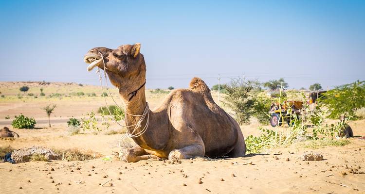 Enkele kameel rustend op zanderig woestijnterrein onder een heldere blauwe hemel.