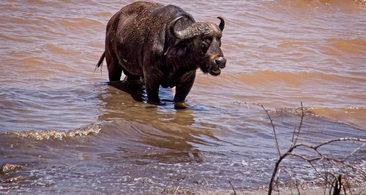 Kenya and Tanzania Wildlife Safari - Serengeti Access Safaris 9