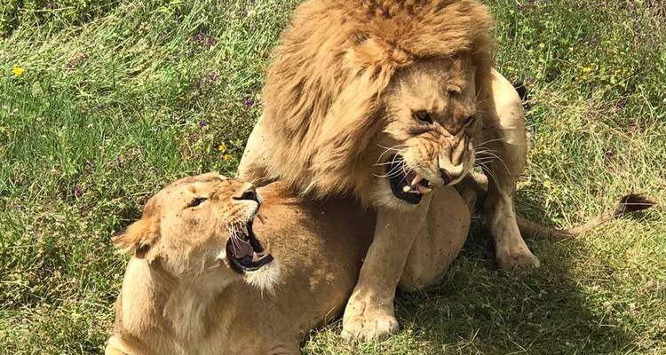 Löwenpaar brüllend, das starke und majestätische Ausdrücke im Gras zeigt.