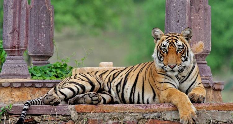 Triangle d'or avec Ranthambore - UncleSam Holidays 6