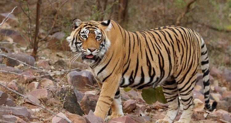 Triangle d'or avec Ranthambore - UncleSam Holidays 4