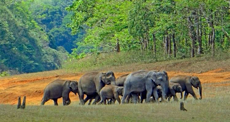 Highlights of Kerala Tour - UncleSam Holidays 8