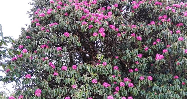 Khopra RidgeTrekking - 13Days - Eco Holidays Nepal 3