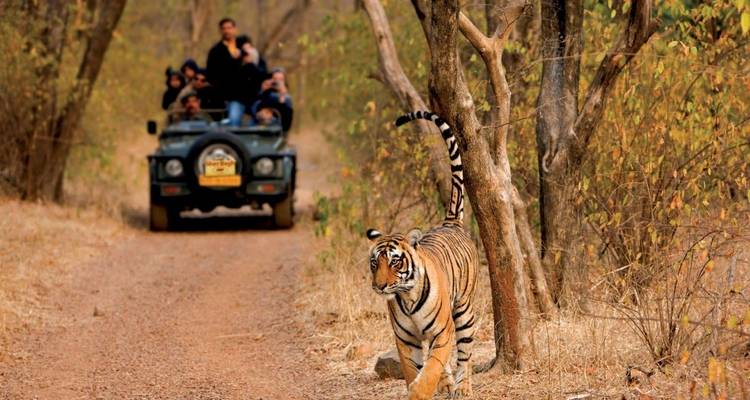 06 jours Best Seller Golden Triangle Tour avec Wildlife Ranthambore avec safari - Essence India Tourism 1