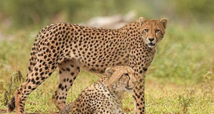 El mejor safari privado de 3 días en Tanzania a un precio razonable. - Africa Natural Tours 4