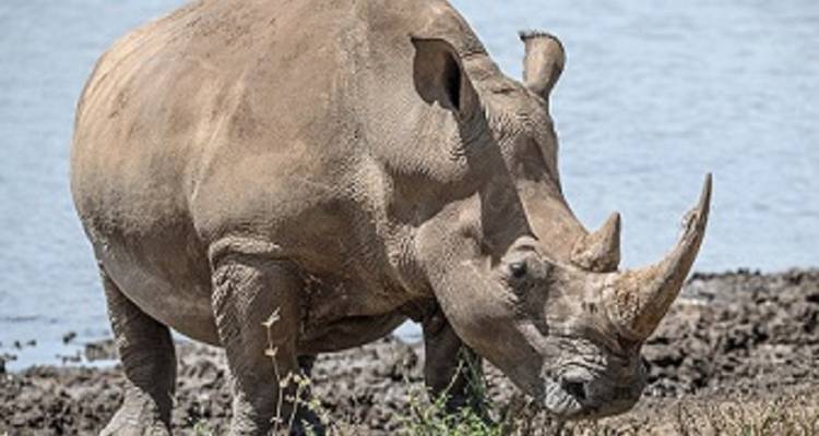 Recorrido en grupo de 4 días por Tanzania - Explora los 3 parques más bellos del norte de Tanzania a un precio asequible. - Africa Natural Tours 3
