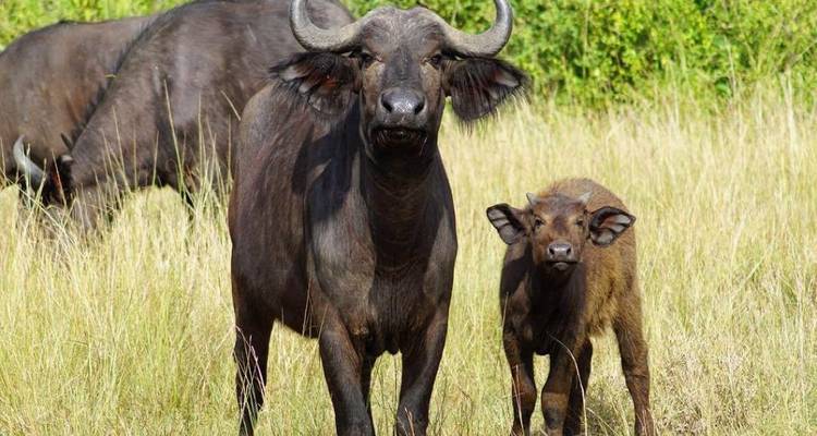 Recorrido en grupo de 4 días por Tanzania - Explora los 3 parques más bellos del norte de Tanzania a un precio asequible. - Africa Natural Tours 4