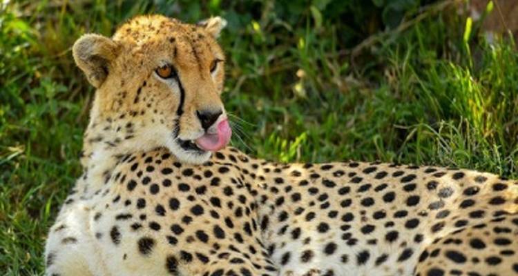 Recorrido en grupo de 4 días por Tanzania - Explora los 3 parques más bellos del norte de Tanzania a un precio asequible. - Africa Natural Tours 6