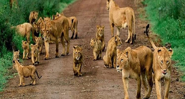 Recorrido en grupo de 4 días por Tanzania - Explora los 3 parques más bellos del norte de Tanzania a un precio asequible. - Africa Natural Tours 7