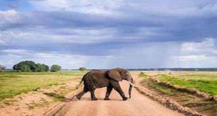 Join Our Best 5 Days Tanzania Group Tour with Affordable Price. - Africa Natural Tours 6