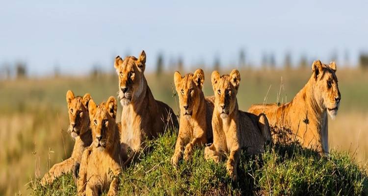 Tanzania Luxury Tour in 8-Day: World-Class Experience Starting from Arusha - Africa Natural Tours 4