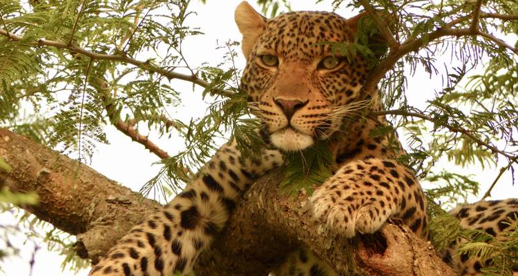 Safari lune de miel de luxe en Tanzanie - 7 destinations - Professional Safari Africa 7