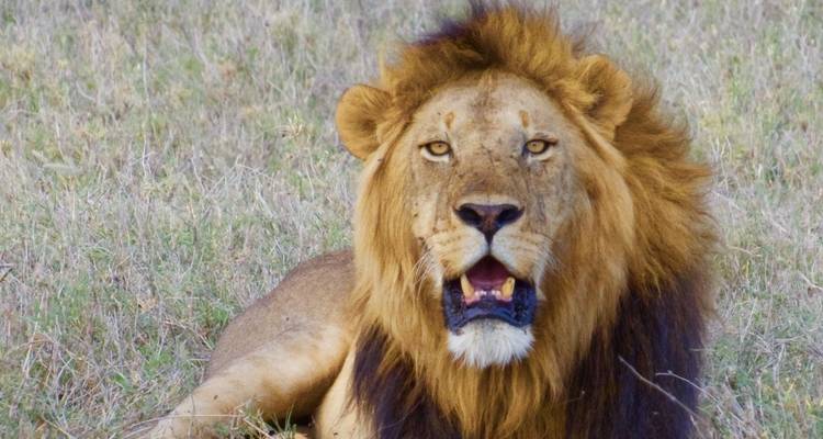 Safari lune de miel de luxe en Tanzanie - 7 destinations - Professional Safari Africa 1