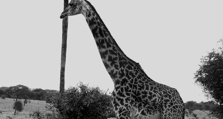 Safari lune de miel de luxe en Tanzanie - 7 destinations - Professional Safari Africa 4