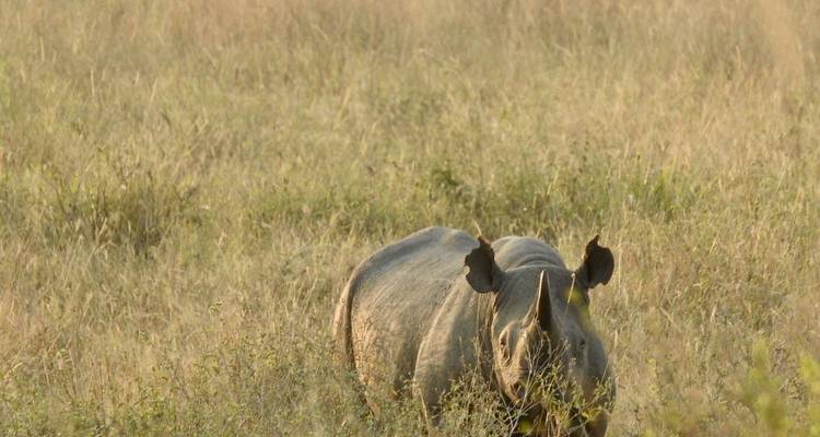 Safari lune de miel de luxe en Tanzanie - 7 destinations - Professional Safari Africa 3