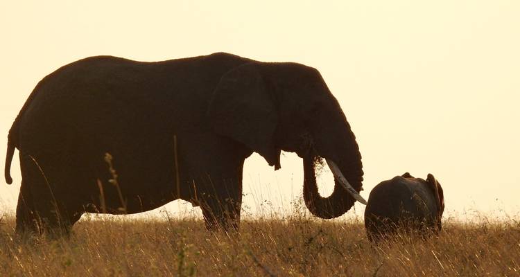 Safari lune de miel de luxe en Tanzanie - 7 destinations - Professional Safari Africa 2