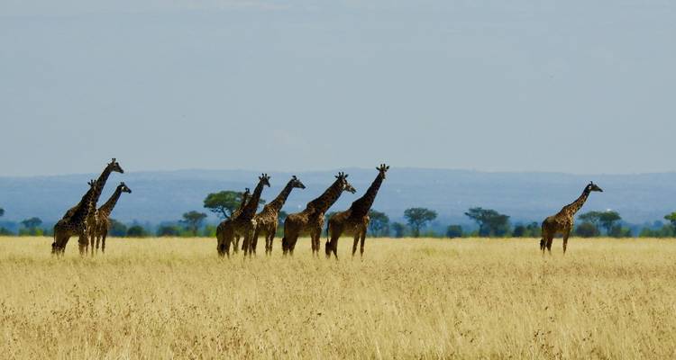 9 - Days Tanzania Family Safari - Professional Safari Africa 4