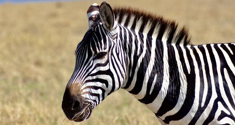 9 - Days Tanzania Family Safari - Professional Safari Africa 3
