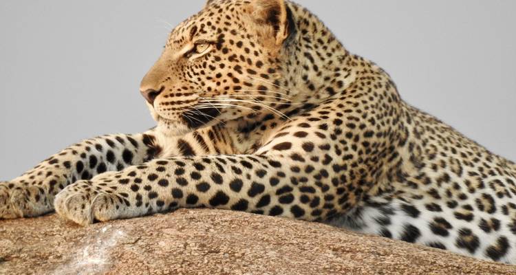 11 Day - Luxury Tanzania Adventures - Professional Safari Africa 3