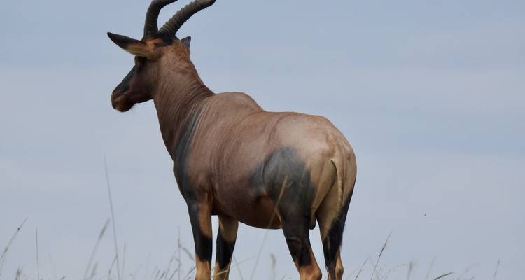 11 Day - Luxury Tanzania Adventures - Professional Safari Africa 4