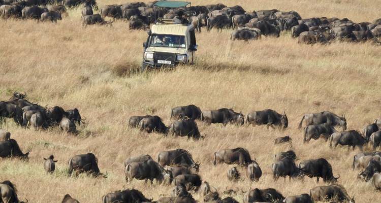 11 Day - Luxury Tanzania Adventures - Professional Safari Africa 6