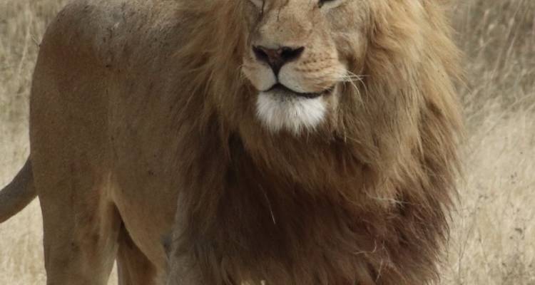 11 Day - Luxury Tanzania Adventures - Professional Safari Africa 1