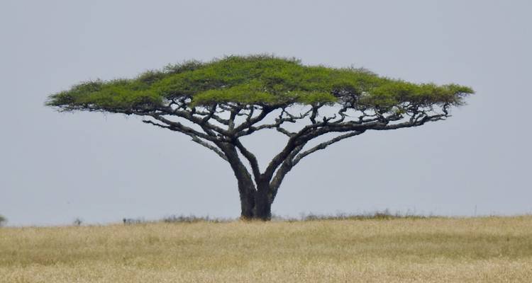 11 Day - Luxury Tanzania Adventures - Professional Safari Africa 7