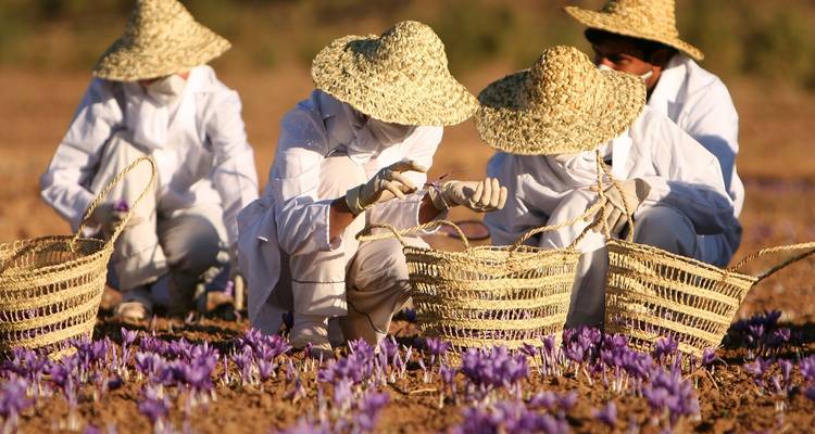 Des gens qui récoltent des fleurs dans un champ.