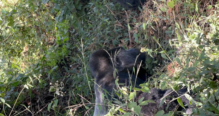 Excursión de 3 días al PN de los Gorilas de Mgahinga Uganda vía Ruanda - Safari 2 Gorilla Tours (U) Ltd 2
