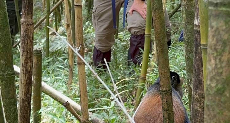 Excursión de 3 días al PN de los Gorilas de Mgahinga Uganda vía Ruanda - Safari 2 Gorilla Tours (U) Ltd 1