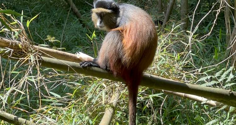 Excursión de 3 días al PN de los Gorilas de Mgahinga Uganda vía Ruanda - Safari 2 Gorilla Tours (U) Ltd 3