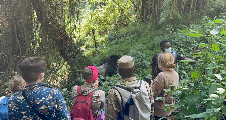 Excursión de 3 días al PN de los Gorilas de Mgahinga Uganda vía Ruanda - Safari 2 Gorilla Tours (U) Ltd 8