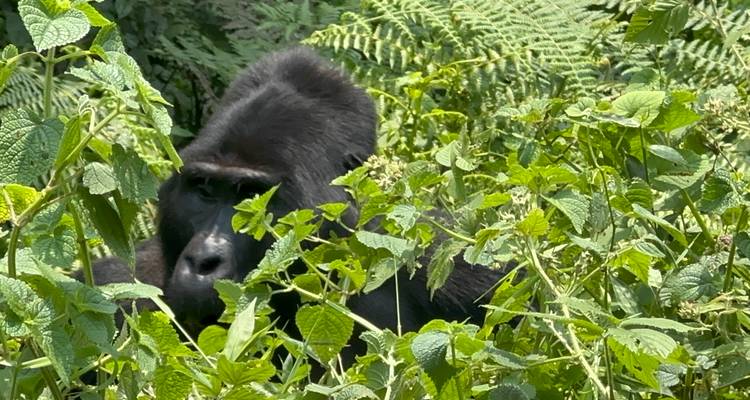 Excursión de 3 días al PN de los Gorilas de Mgahinga Uganda vía Ruanda - Safari 2 Gorilla Tours (U) Ltd 9