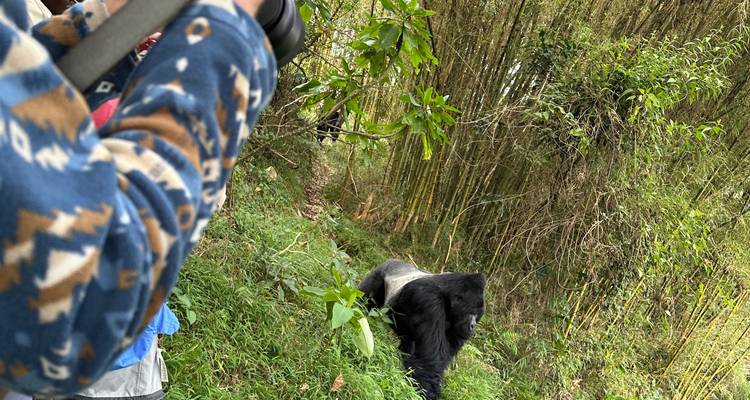Excursión de 3 días al PN de los Gorilas de Mgahinga Uganda vía Ruanda - Safari 2 Gorilla Tours (U) Ltd 10