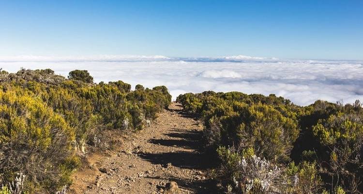 Route de Machame 7 jours - Kilimanjaro Safari Experience 4