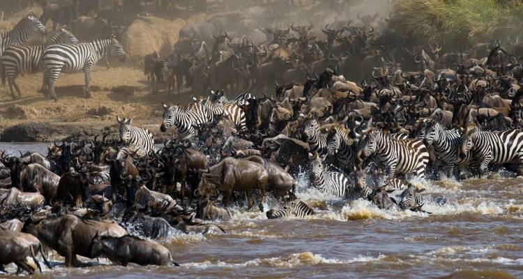 Safari de 4 jours au Masai Mara- Lake Nakuru - milieu de gamme - African Breeze Safaris 3