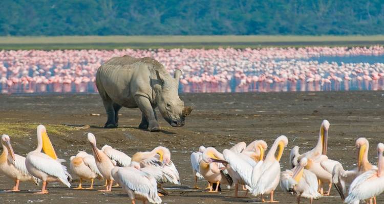 Safari de 4 jours au Masai Mara- Lake Nakuru - milieu de gamme - African Breeze Safaris 2