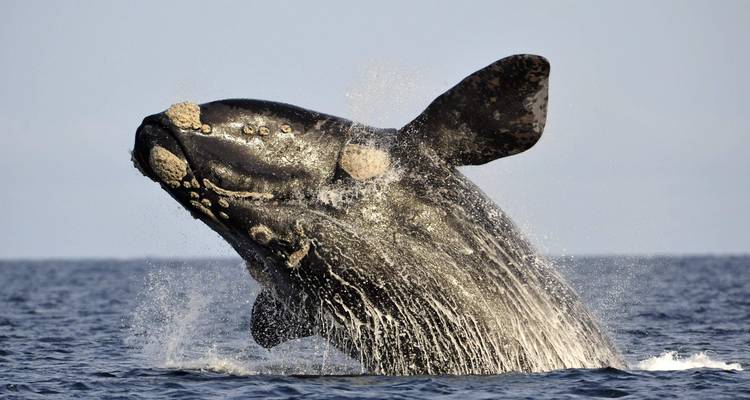 Whales, Penguins, Glaciers & End of the World - Beyond BA LATAM 1