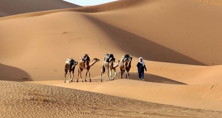 Person leading camels across desert dunes.