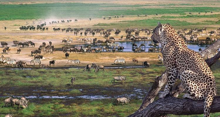 Safari de migration de la faune sauvage - 7 jours/6 nuits - Migration Venture Africa  1