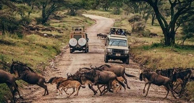 3 jours de safari privé et en lodge - serengeti et ngorongoro "honey moon tour" - circuit de la lune de miel - Safari Soles tours 8