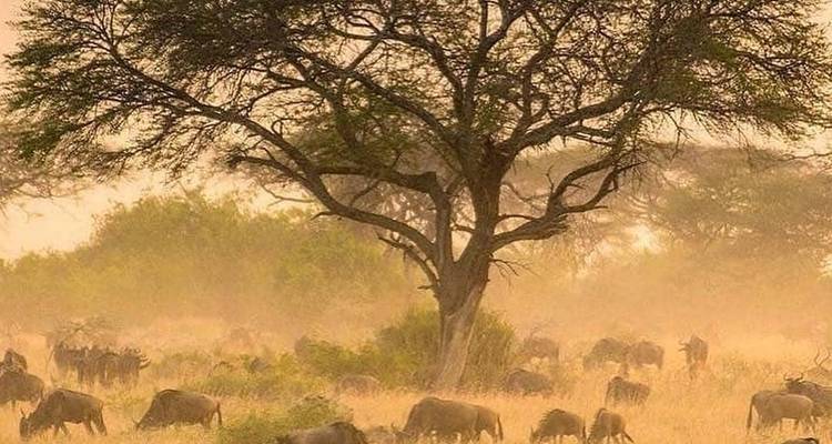 3 jours de safari privé et en lodge - serengeti et ngorongoro "honey moon tour" - circuit de la lune de miel - Safari Soles tours 1
