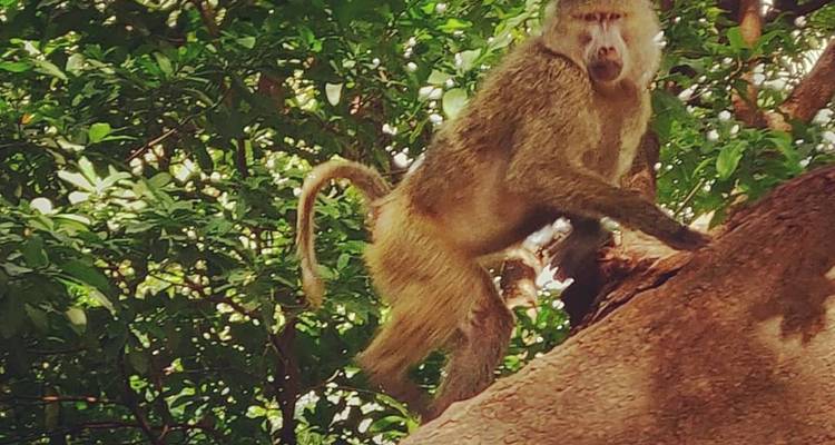 4 Days Private & Camping Tour to Best Wildlife Parks in Tanzania - Safari Soles tours 8