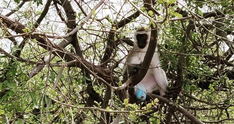 4 Days Private & Camping Tour to Best Wildlife Parks in Tanzania - Safari Soles tours 9