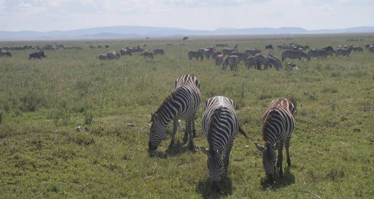 4 Days Private & Camping Tour to Best Wildlife Parks in Tanzania - Safari Soles tours 6