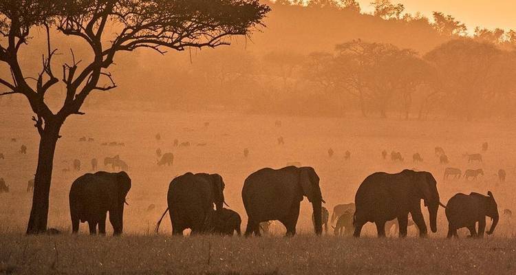 4 Days Private & Camping Tour to Best Wildlife Parks in Tanzania - Safari Soles tours 4