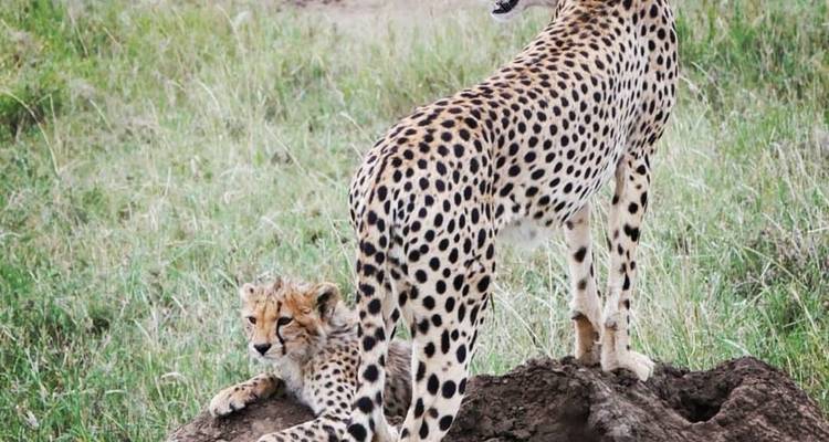 4 Days Private & Camping Tour to Best Wildlife Parks in Tanzania - Safari Soles tours 2