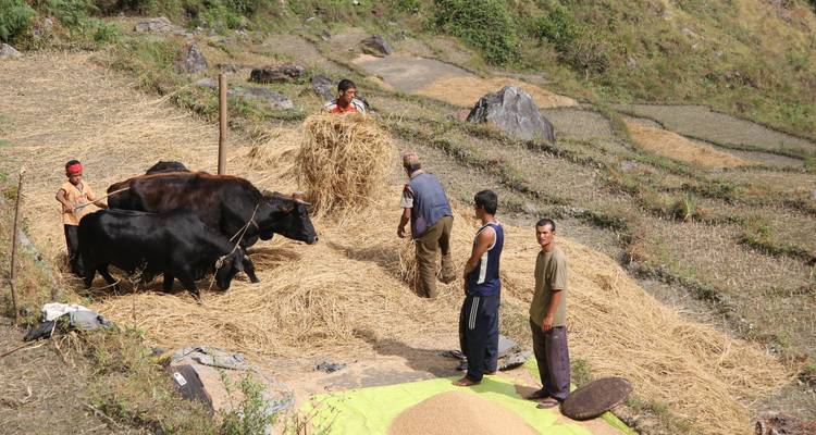 Trek du camp de base de l'Annapurna 11 jours - Nepal Nomad Trekking Pvt. Ltd. 6