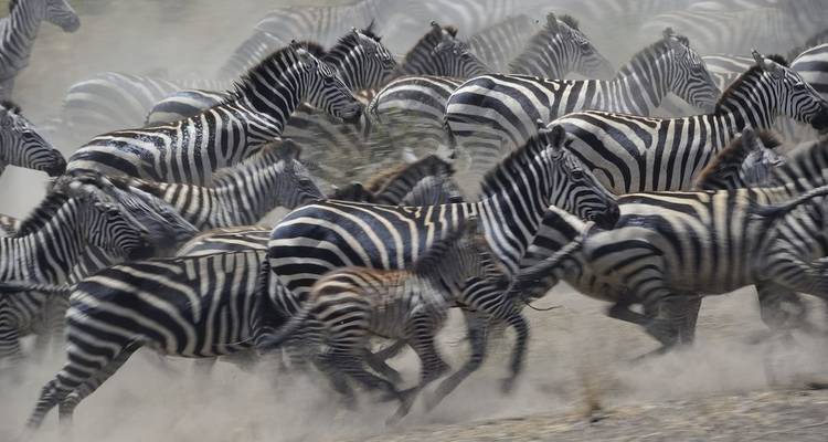 Safari de 6 días para observar aves (Masai Mara y los lagos) - African Breeze Safaris 9